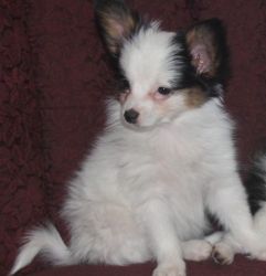 Super Sweet Raised Male and Female Papillon Puppies