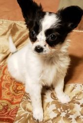 Darling Personality Male and Female Papillon Puppies