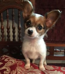 Vet checked Male and Female Papillon Puppies