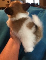 Quality Papillon Puppies For Sale