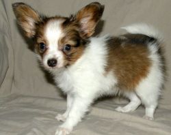Red/Black/White Papillon Puppies