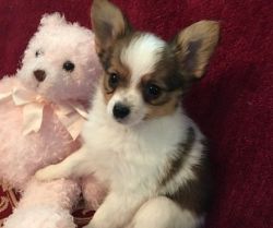 Quality & Perfect Markings Papillon Puppies