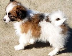 Beautiful Sable and White Papillon Puppies