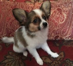 Sweet Personality Male and Female Papillon Puppies