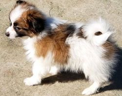 Gorgeous ICA Registered Male and Female Papillon Puppies