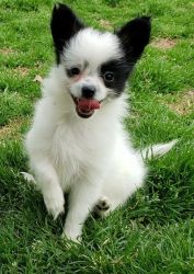Super Cute Male and female Papillon puppies