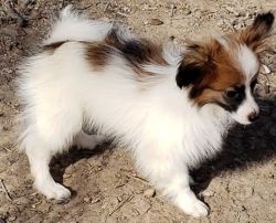 beautiful sable and white Papillon puppies