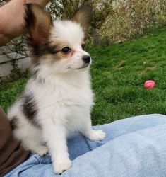 spunky Sable and white Papillon puppies