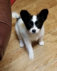 Male and female Papillon Puppies For Sale