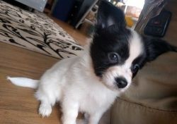 Home Raised Papillon Puppies For Sale.
