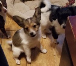 AKC Papillon Puppies available.