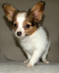 AKC Papillon puppies Ready For New Homes