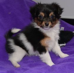 Top Quality Papillon Puppies