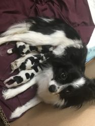 Small papillon pups for sale.