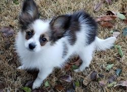 Attractive Reg. Papillon Puppies for Sale