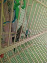 I have to get rid of my parakeets