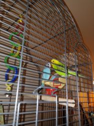 Parakeets free to new home