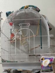 Two young budgie including cage, food, and toys