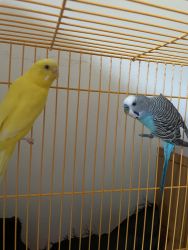 Parakeets looking for new home