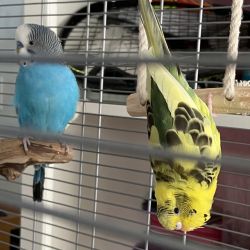 2 Parakeets age about 2 years
