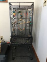 5 free PARAKEETS AND CAGES