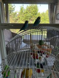 Two sweet parakeets