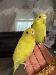 Double factor Budgies