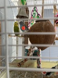 Parakeet Pair cage and accessories