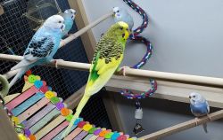 Selling 5 parakeets