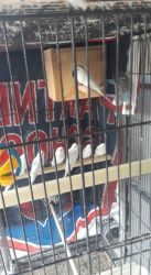 Selling Healthy Parakeets