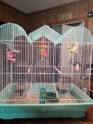 2 Parakeets and supplies