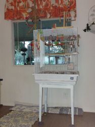 New cage with Male and Female Parakeets