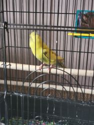 Baby Parakeet