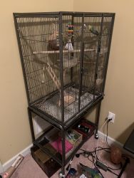 Rehoming Parakeets