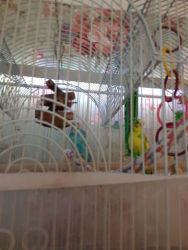 Selling Two Parakeets. 1 blue and 1 green Parakeet.