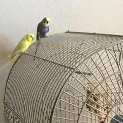 Bonded Parakeets for Sale