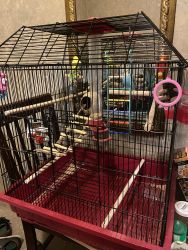 3 parakeets for sale with cage and toys!