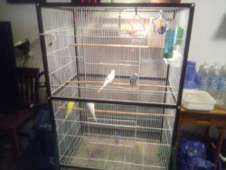 Parakeets for sale.beautifull and very active and healthy babies.