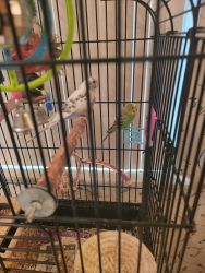 Parakeets for new home