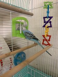 Blue Parakeet with 2 cages