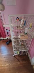 Parakeets & Cage