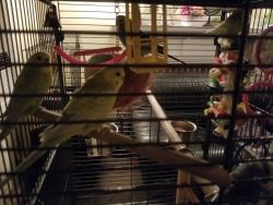 4 one year old parakeets all acessories ex large cage