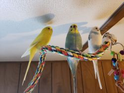 Fancy Parakeets