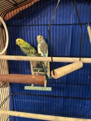 2 adorable parakeets for sale