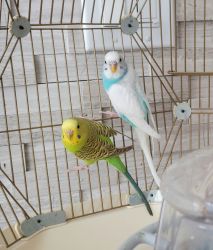 2 parakeets with their own cage