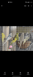 Parakeets/Budgies