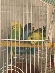 Green baby parakeets