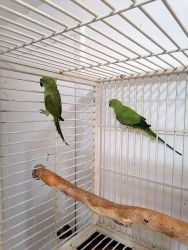 African Ringneck Young Pair
