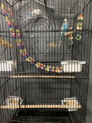 Parakeets and accessories