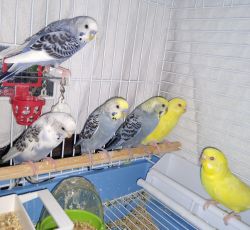 Parakeets for sale.